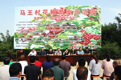 蓝田县马王村进行花椒采摘节开幕式