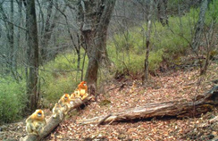 【西安生态日】首个“西安生态日”启动 秦岭生态环境；ひ刈